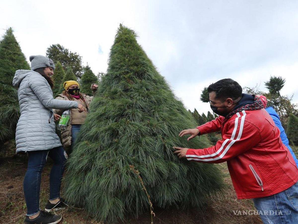 $!¿Cuánto te costará armar el arbolito de Navidad este año?