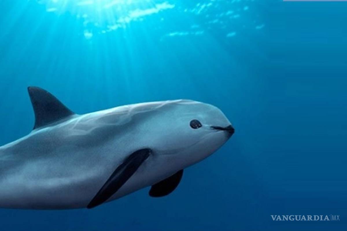 Desvían 7.2 millones de pesos destinados a protección de vaquita marina