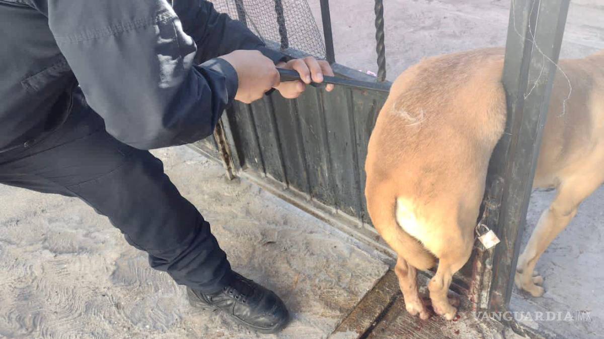 Provoca pirotecnia que desde perros hasta caballos huyan de sus hogares en Saltillo