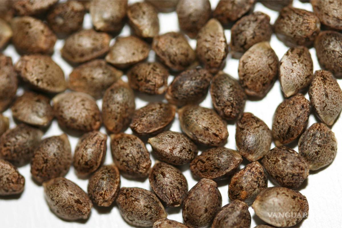 Corte da tercer amparo para consumo lúdico de mariguana, se podrán comprar semillas