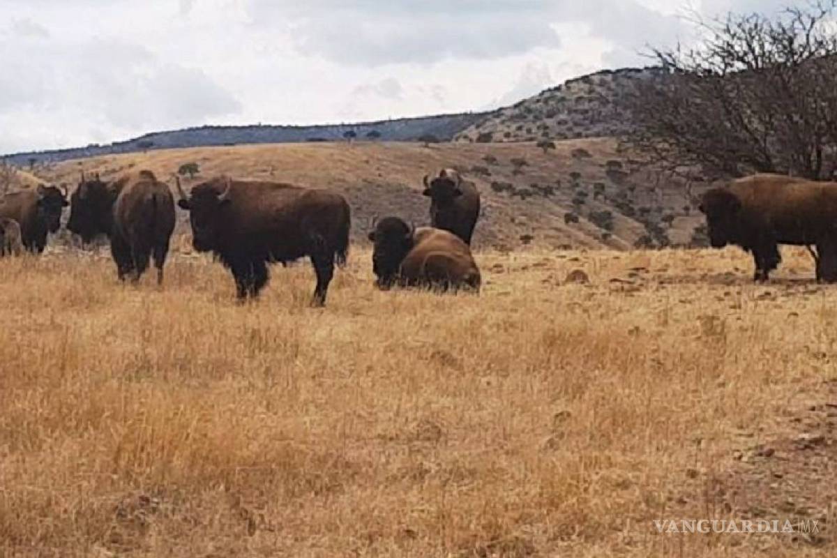 Encuentran llamas, bisontes y jabalíes en ranchos incautados a César Duarte