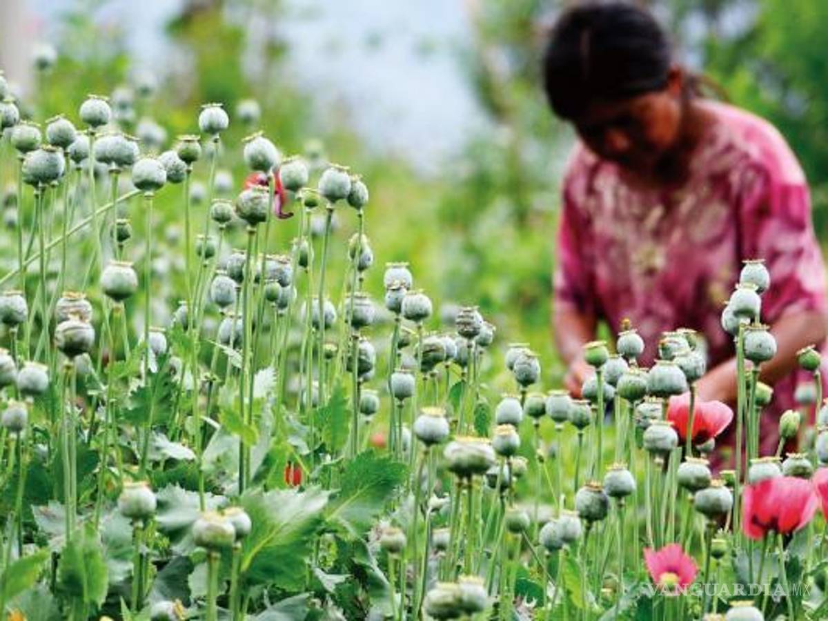 $!Diez cárteles en guerra por controlar la amapola producida en Guerrero