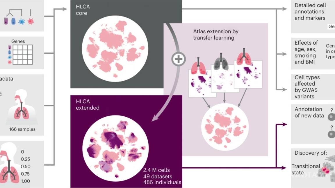 $!Investigadores crearon un “Atlas de Células Pulmonares Humanas”.