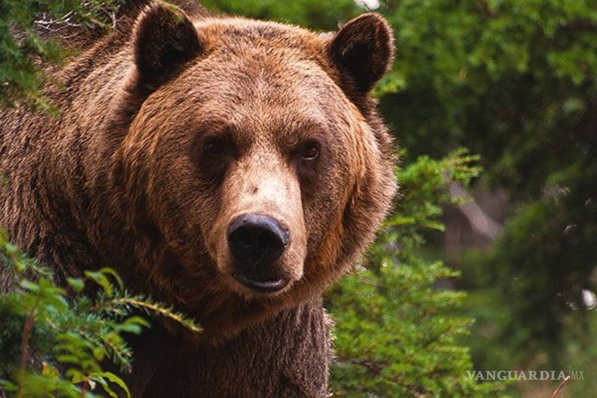 EU vuelve a proteger al oso grizzly; cancela primera época de cacería en décadas