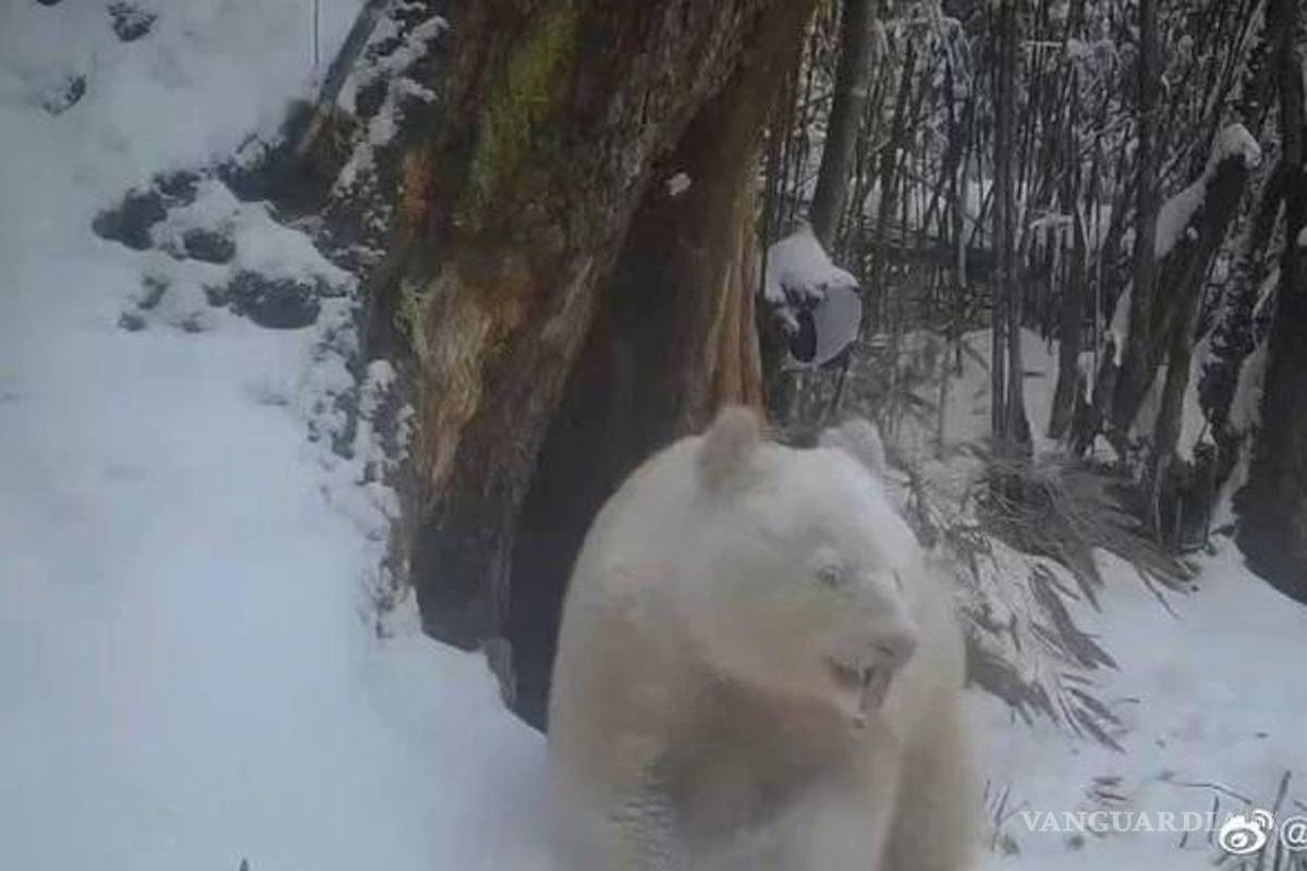 $!Así luce el único panda albino que existe en el mundo