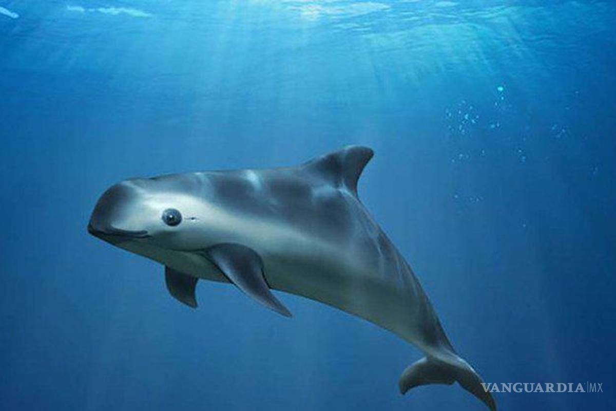 Prohíben a 184 países el comercio de especies delicadas con México, tras no proteger a la vaquita marina