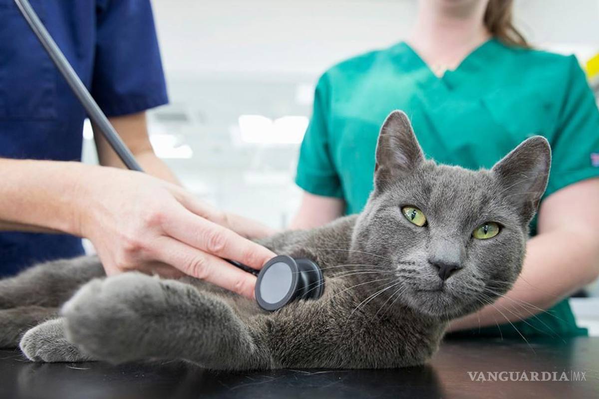 Coahuila: ¿Lo sabías? Este 8 de agosto es el Día Internacional del Gato; festéjalo llevándolo al veterinario