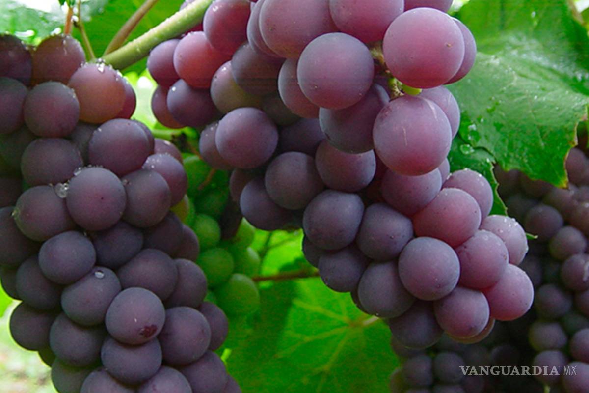 $!El café, chocolate, jarabe de maple y otros ingredientes desaparecerían por el cambio climático