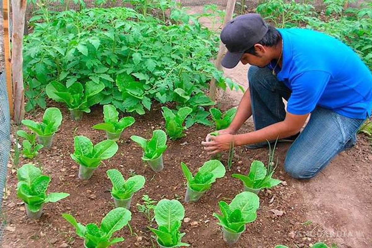 $!La muestra hortícola presentará productos y emprendimientos de la comunidad durante el evento.