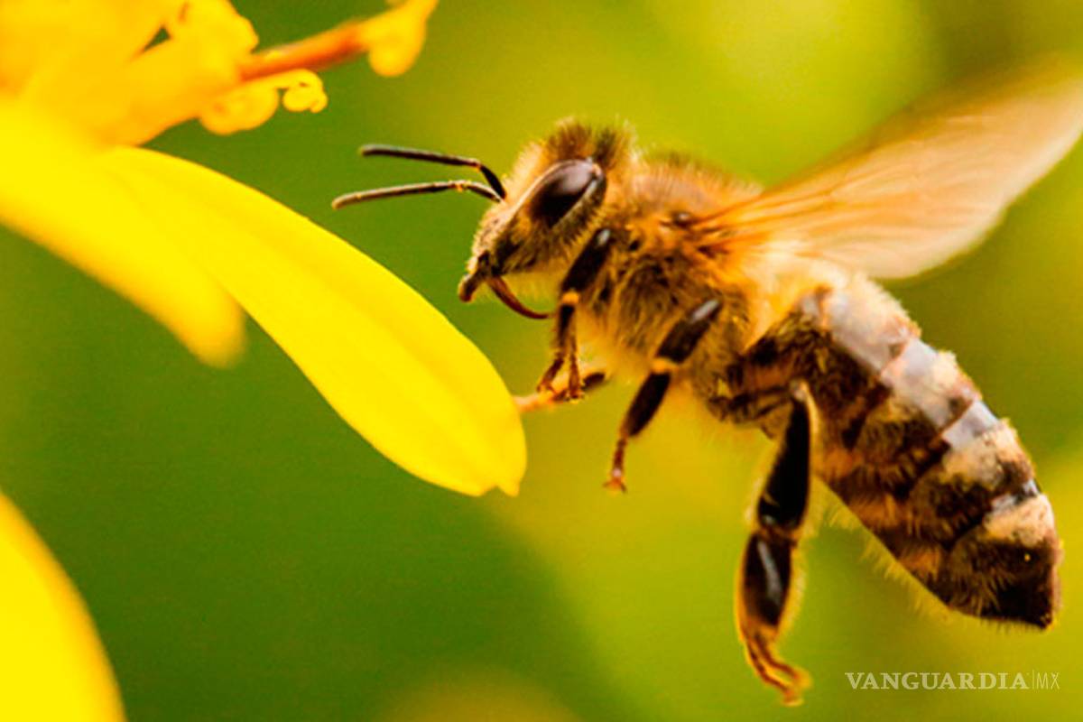 Decretan Día Nacional de las Abejas