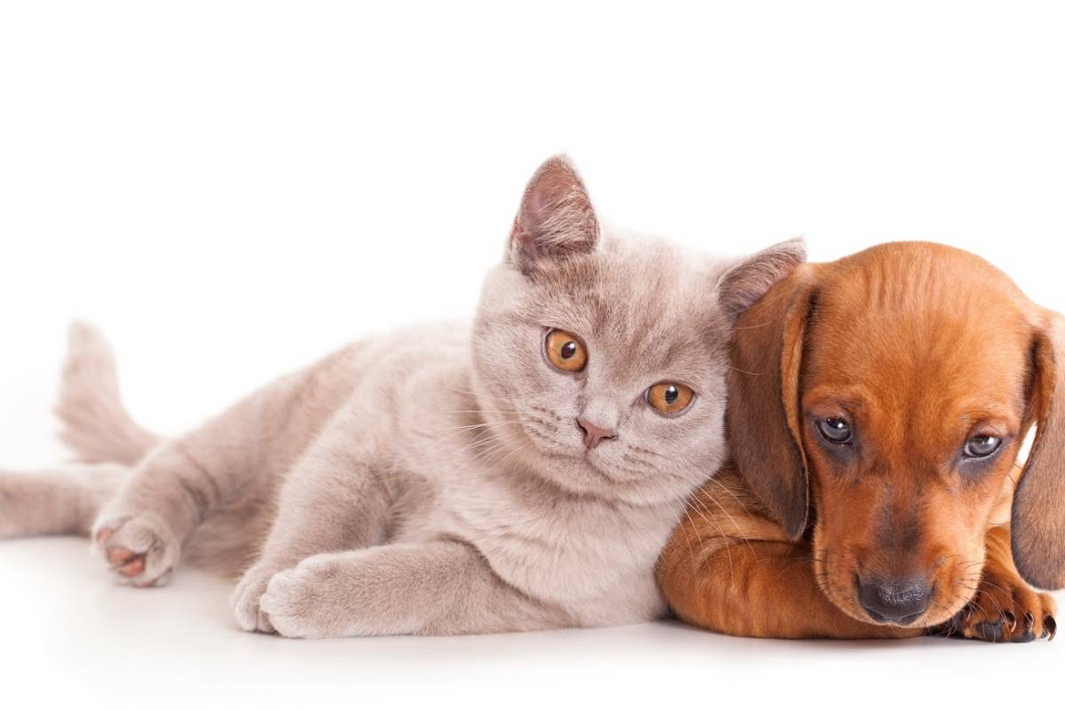 Seis puntos a tomar en cuenta si tu mascota se extravía