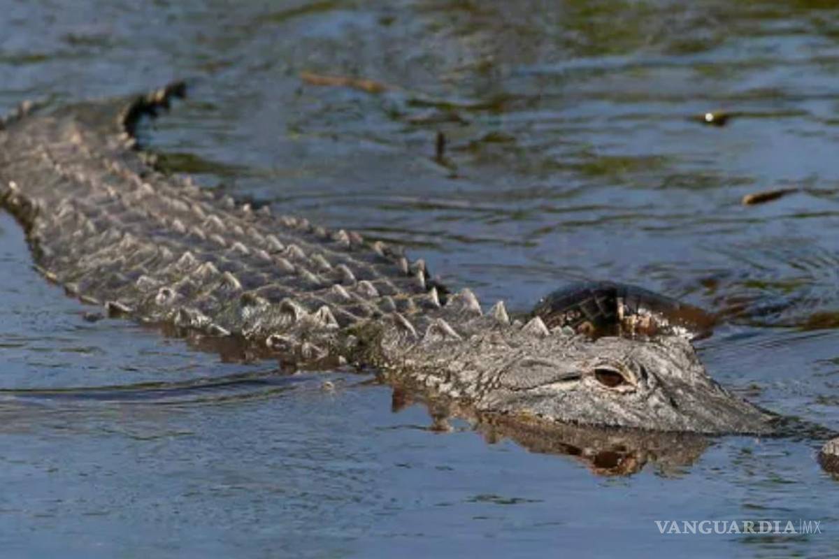 Encuentran en fauces de caimán a niño desaparecido