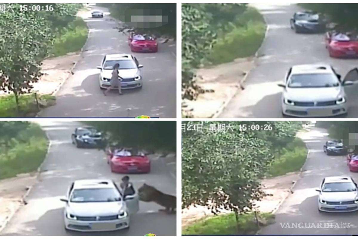 Mujeres son atacadas por felinos durante un safari