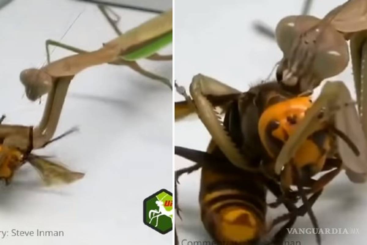 VIDEO: La mantis religiosa, depredadora de la "avispa asesina"