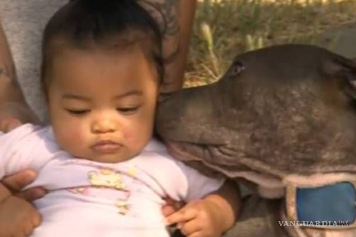 Perra pitbull salva a bebé de morir en un incendio