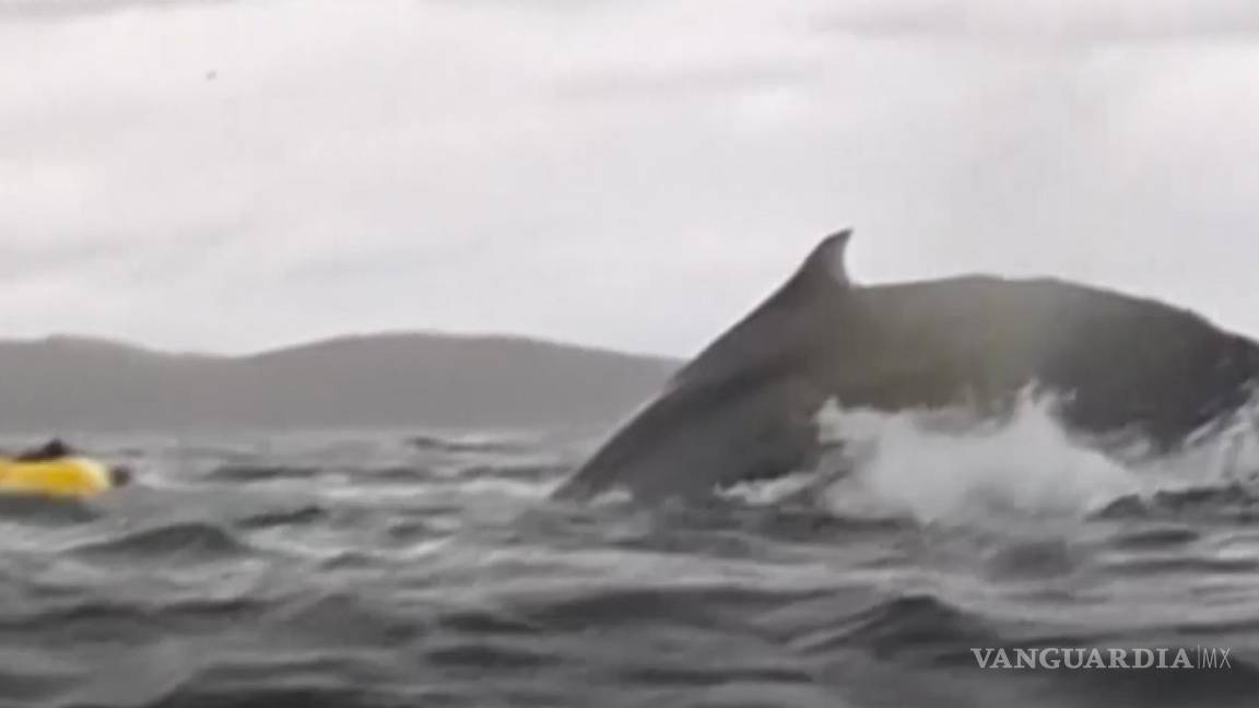 $!Adrián Simancas, de 24 años, estaba haciendo kayak con su padre, Dell Simancas, cuando el gigantesco animal apareció inesperadamente y atrapó al joven.