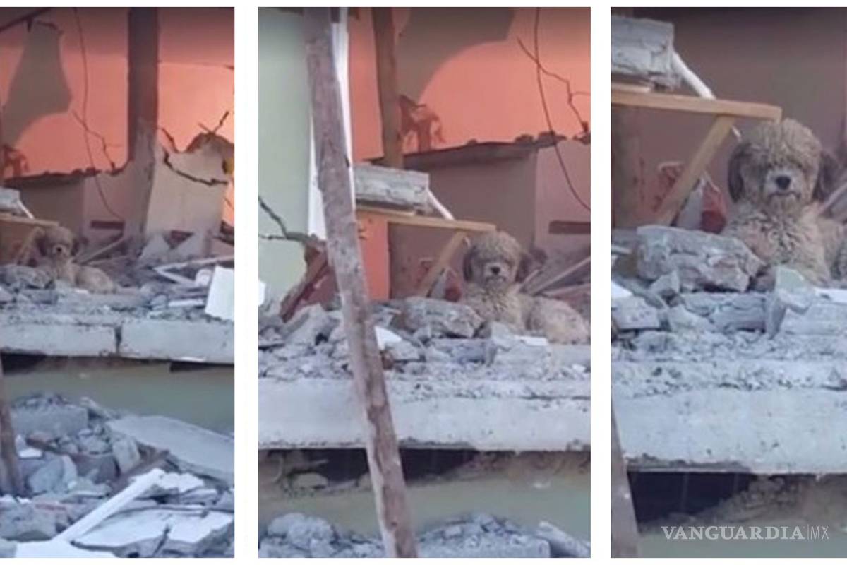 Perrito no deja su hogar tras muerte de dueños en terremoto de Ecuador (video)