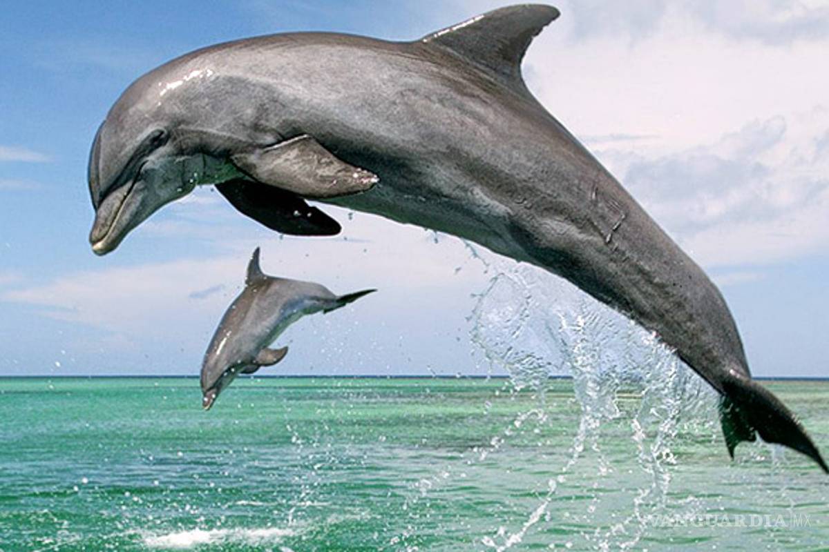 Los océanos se enfrentan a una extinción masiva sin precedentes