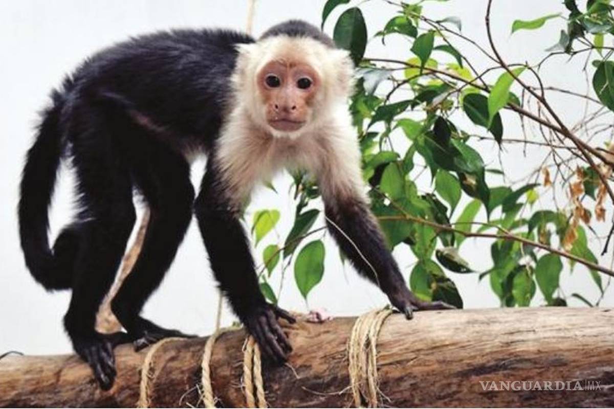 Mono capuchino vivirá en zoológico de Chapultepec
