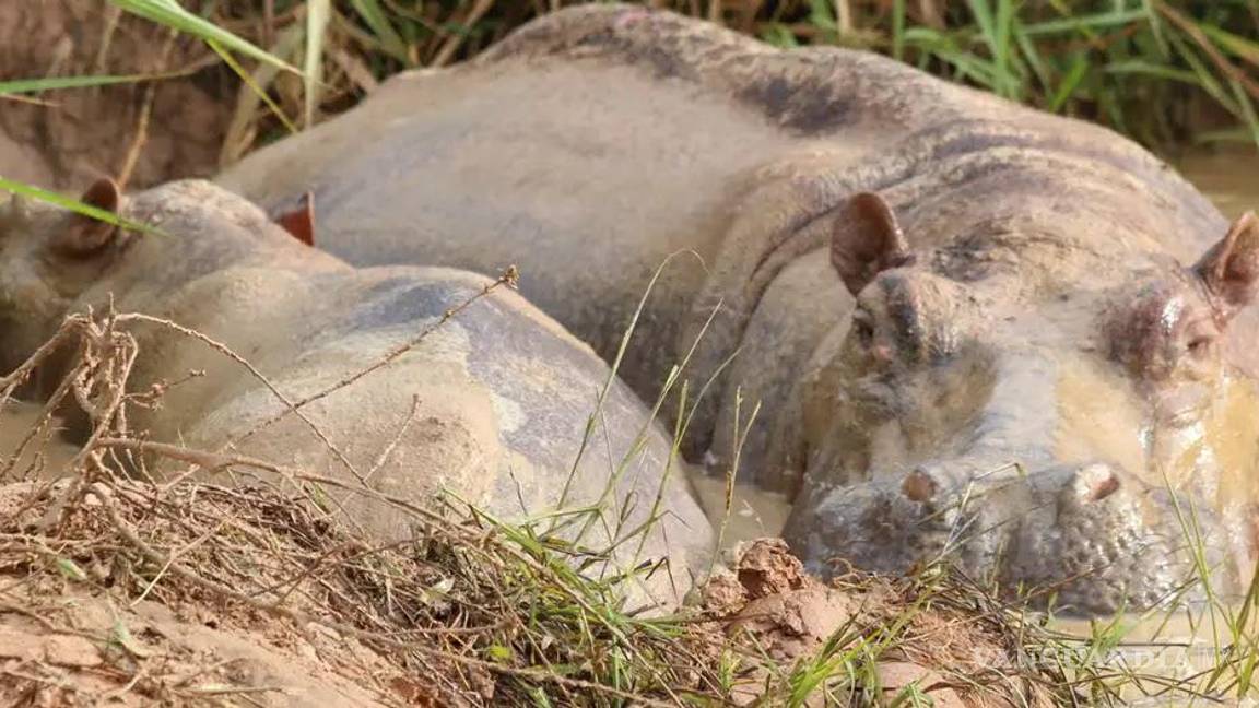 $!La decisión judicial sienta un precedente en la lucha contra especies invasoras