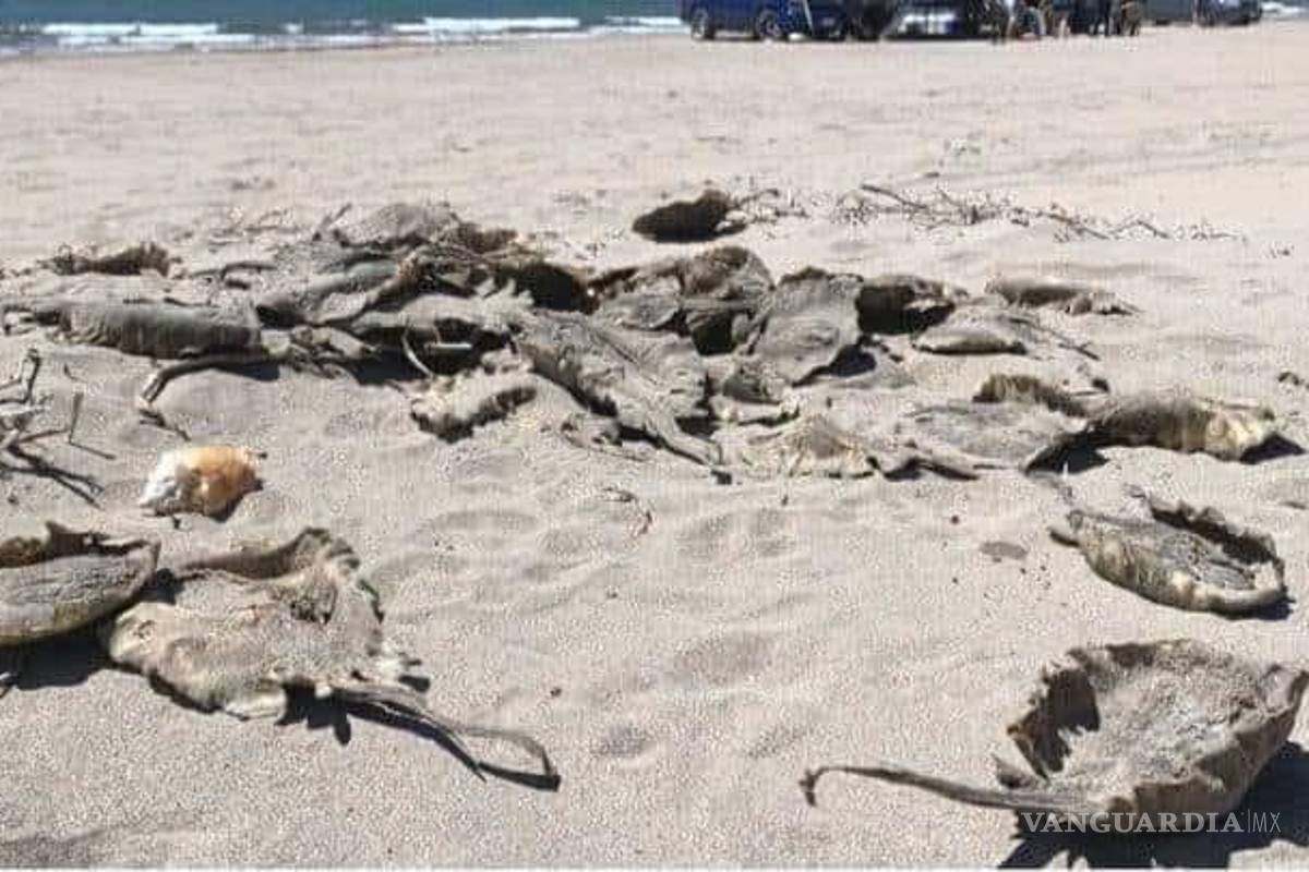 Aparecen muertas rayas mutiladas en playa de Huatabampo, Sonora