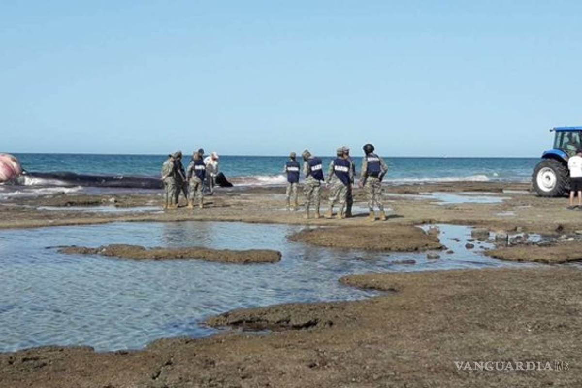 Encuentran ballena muerta en playa de Puerto Peñasco
