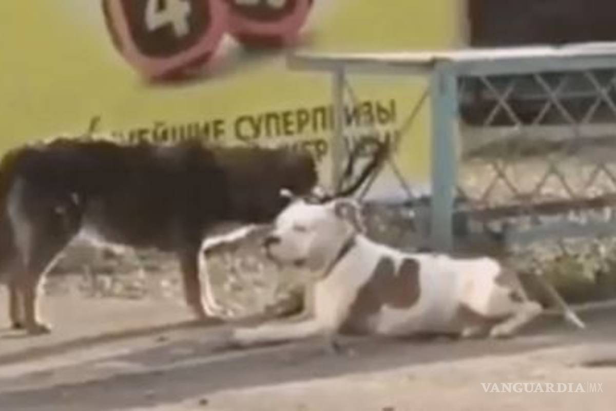 Perrito callejero libera a su amigo domesticado; lo lleva de paseo