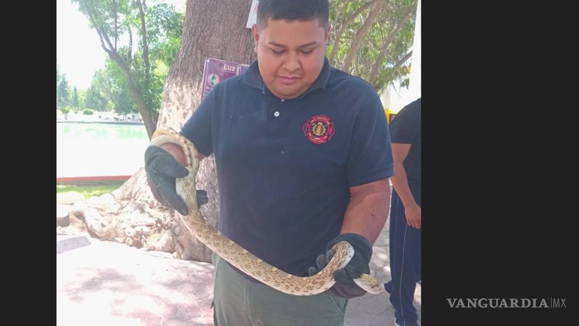 Alarma a paseantes víbora en estanque de Parras; bomberos realizan rescate