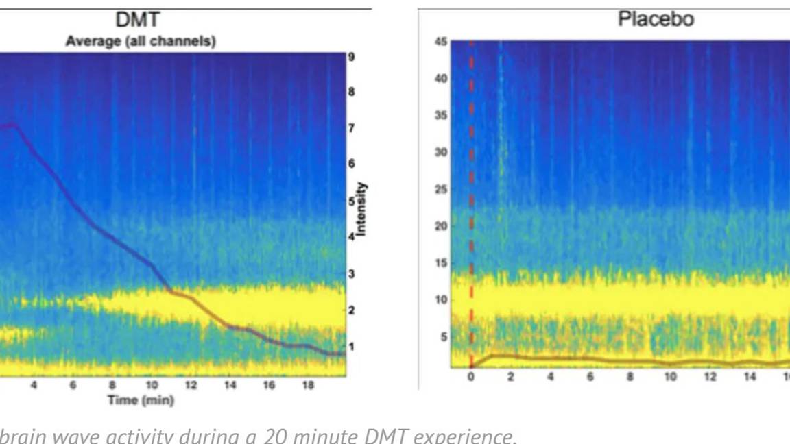 $!Estudio científico explica por qué un viaje de DMT es una realidad alternativa
