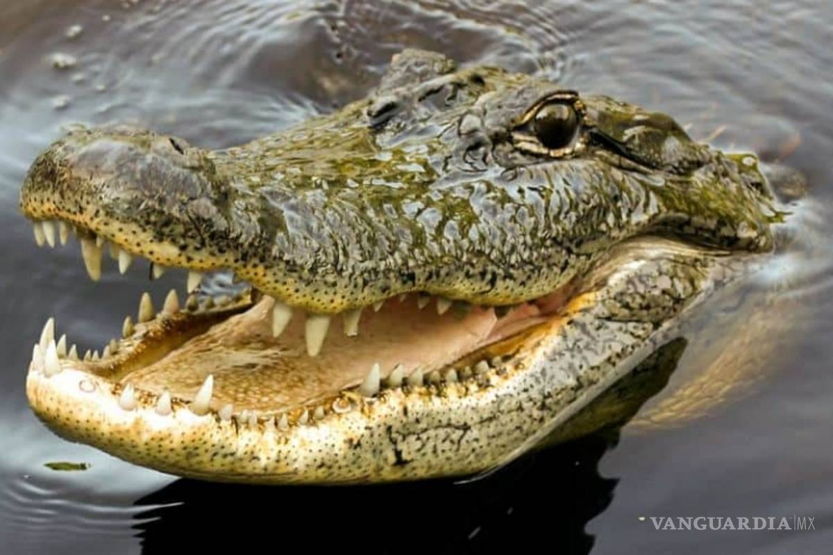 Mujer muere atacada por un cocodrilo al intentar salvar a su perro