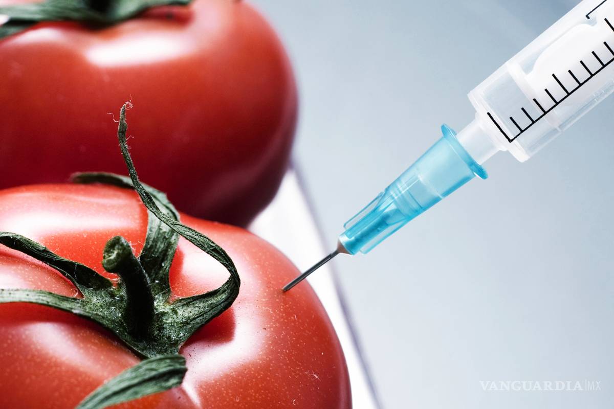 Yucatán se declara estado libre de cultivos transgénicos