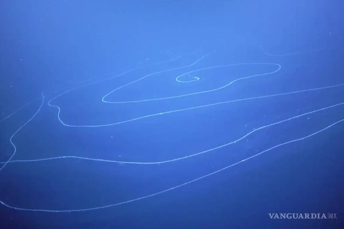 Captan al animal más largo en el océano: sifonóforo gigante apolemia