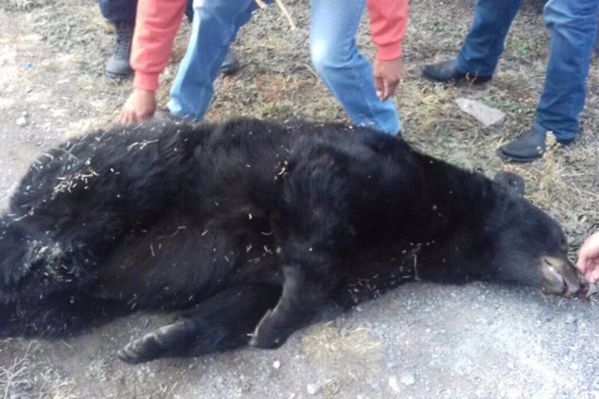 Confirman muerte de oso negro por impacto de bala en Saltillo