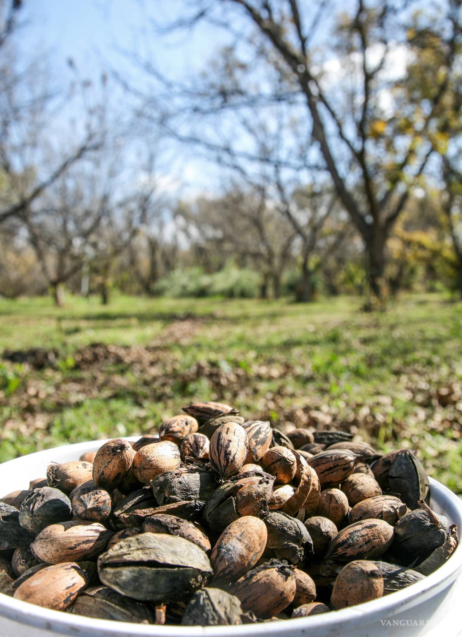 $!Parras con sabor a nuez