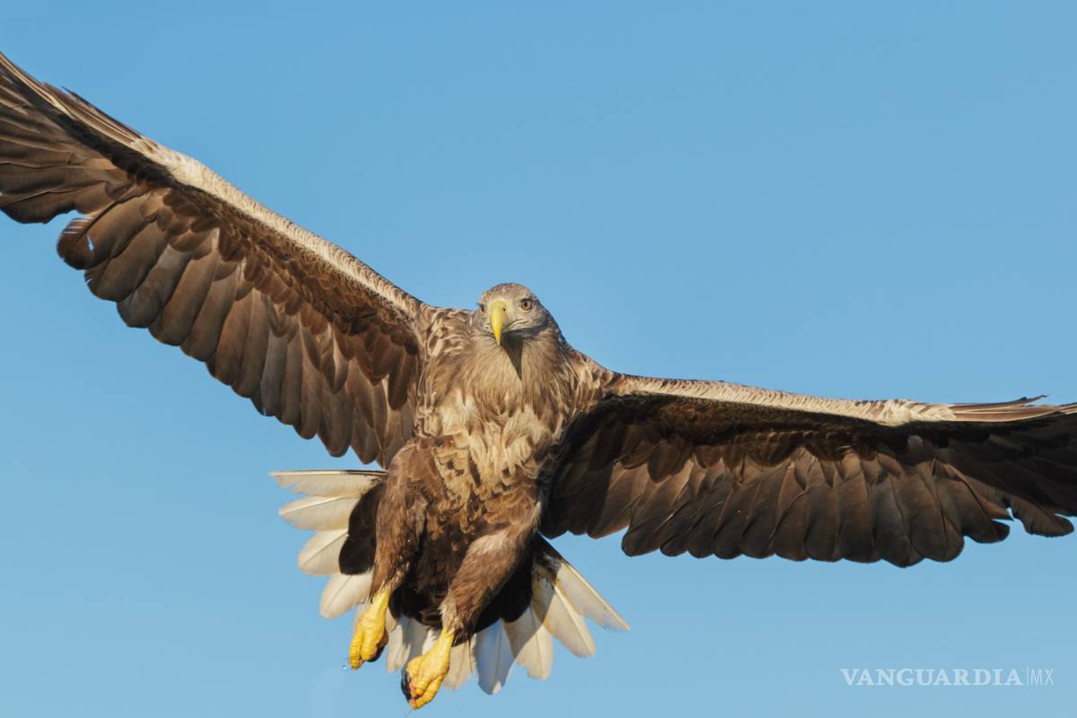 $!Don Aldegundo, saltillense cazador perpetuo de sueños con alas