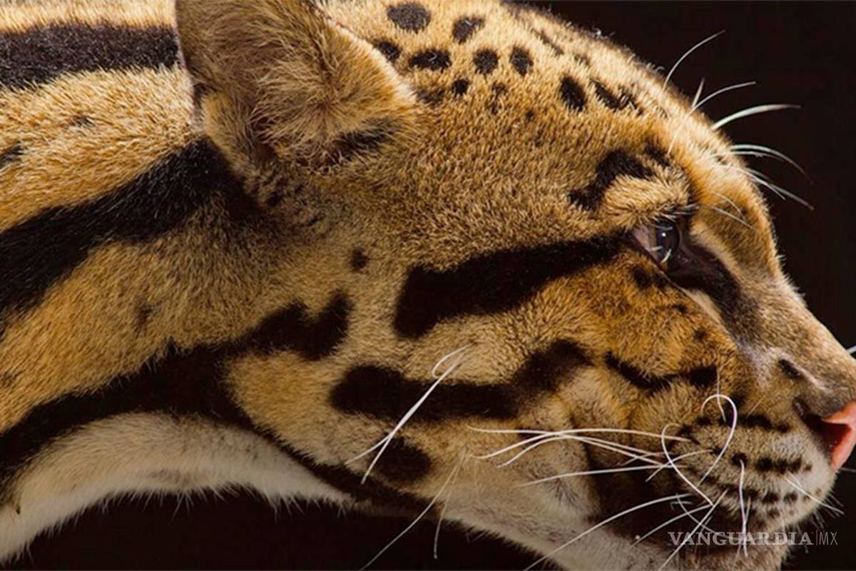 Trasladarán 11 felinos a santuario en EU