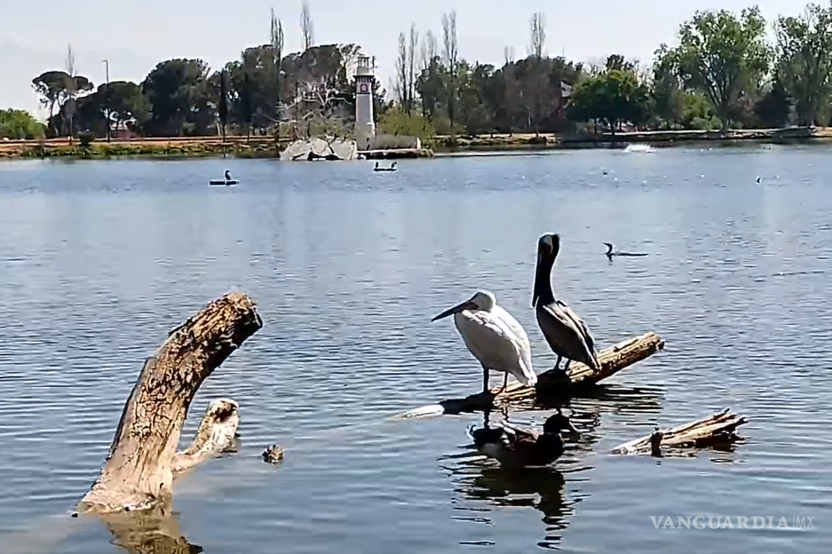 Saltillo: por sequía en NL, pelícanos, gansos y patos silvestres viajan a lago de la Ciudad Deportiva