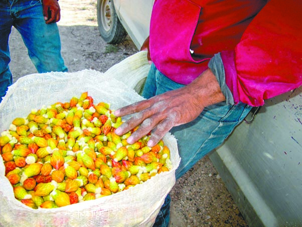 $!El viacrucis de los cabucheros