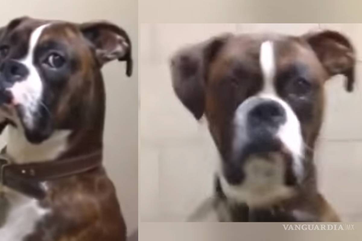 VIRAL: Perro se enfada con su dueño por llevarlo al veterinario (VIDEO)