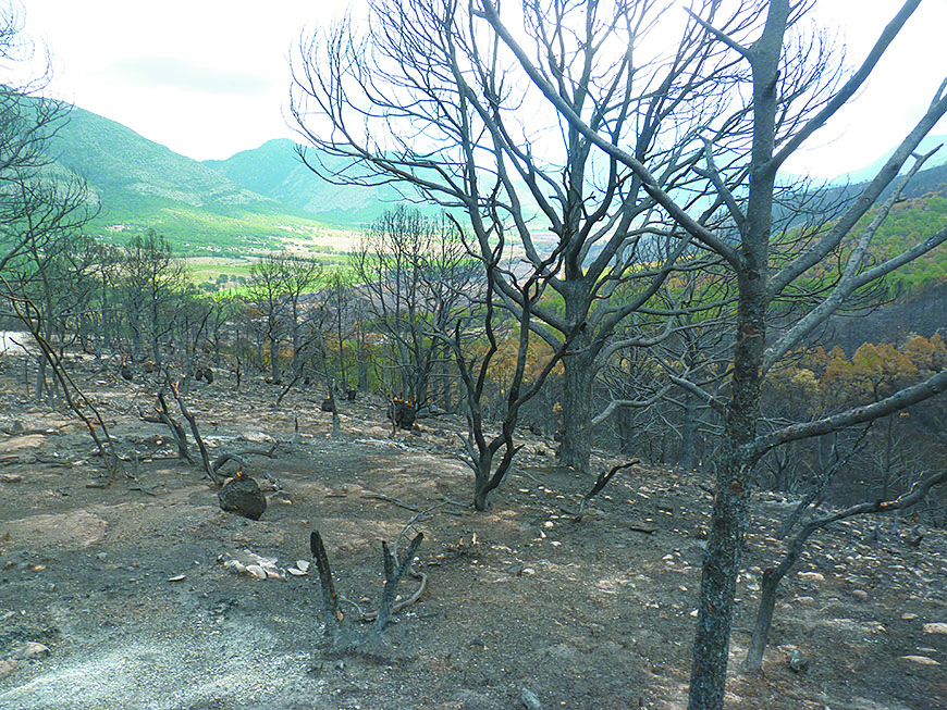 $!Lo que el incendio se llevó: un paisaje que nunca más verán nuestros ojos