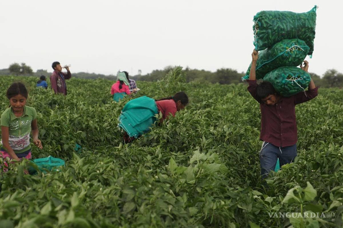 Gobierno de AMLO eliminó apoyos para jornaleros agrícolas temporales