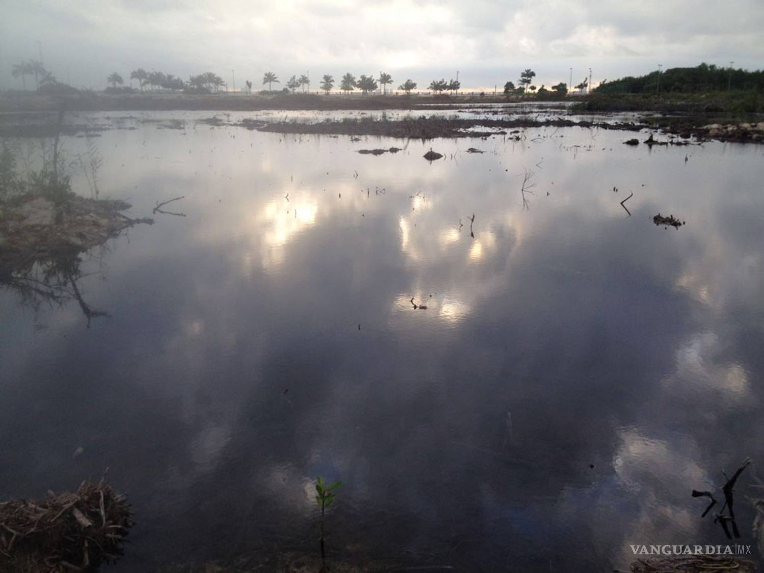 $!La cocodrila que llora a sus hijos en Tajamar