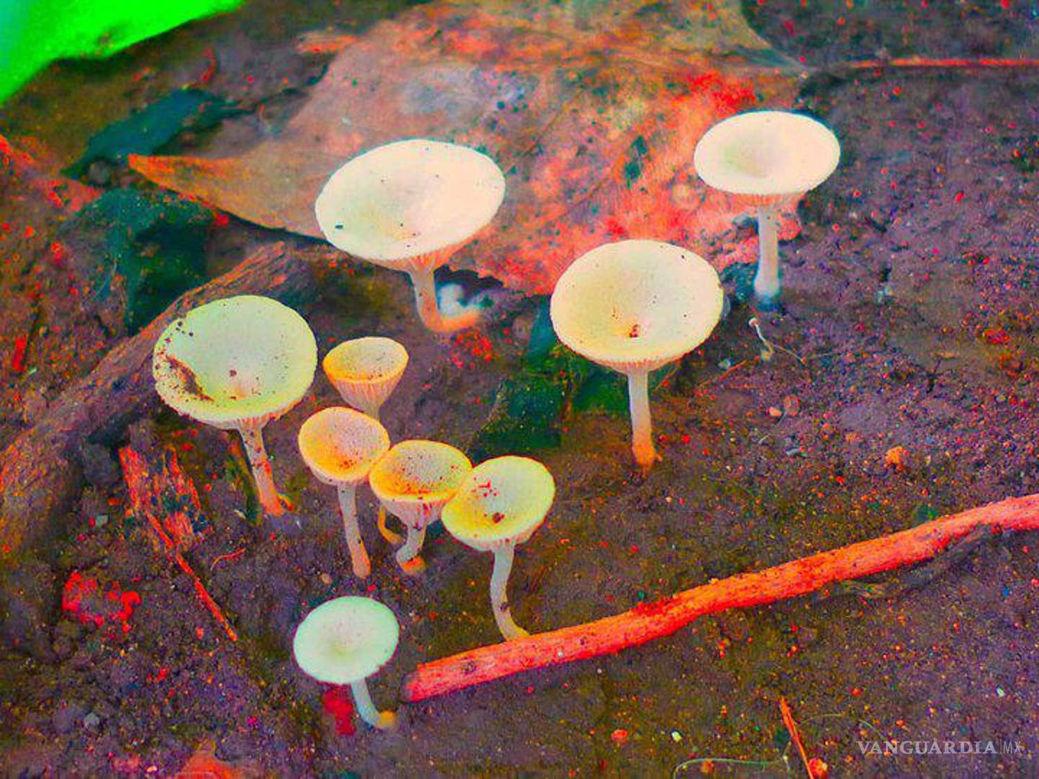 $!Honguitos pequeños en el jardín de mi abuela, Saltillo 2010.