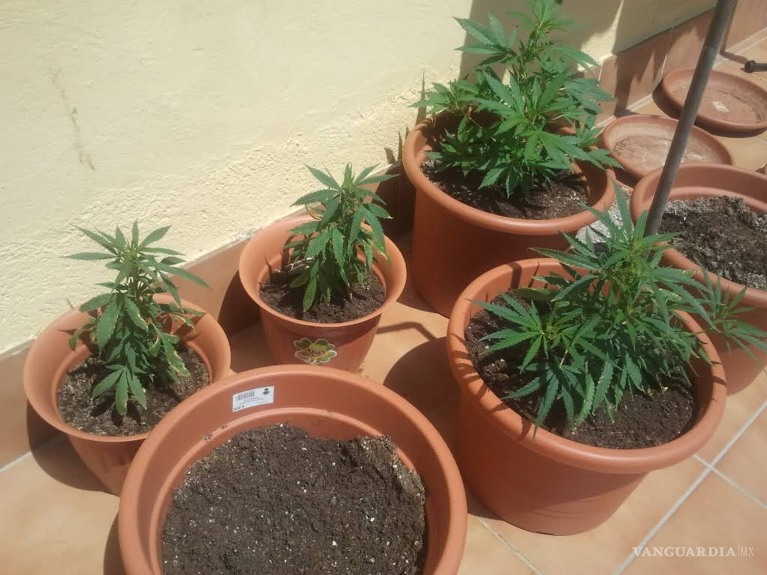 $!El toque medicinal