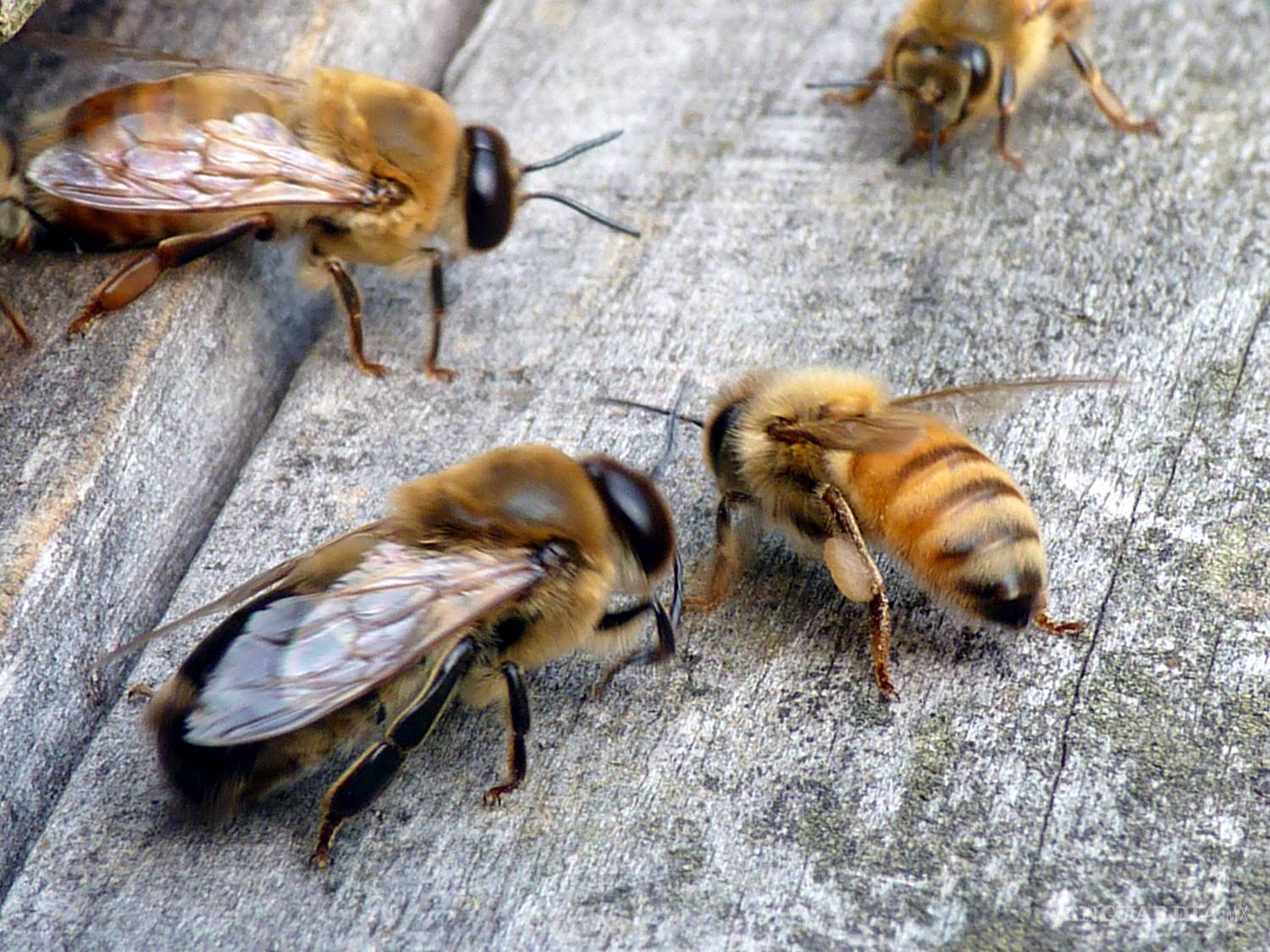 $!6 especies de animales que mueren después del sexo