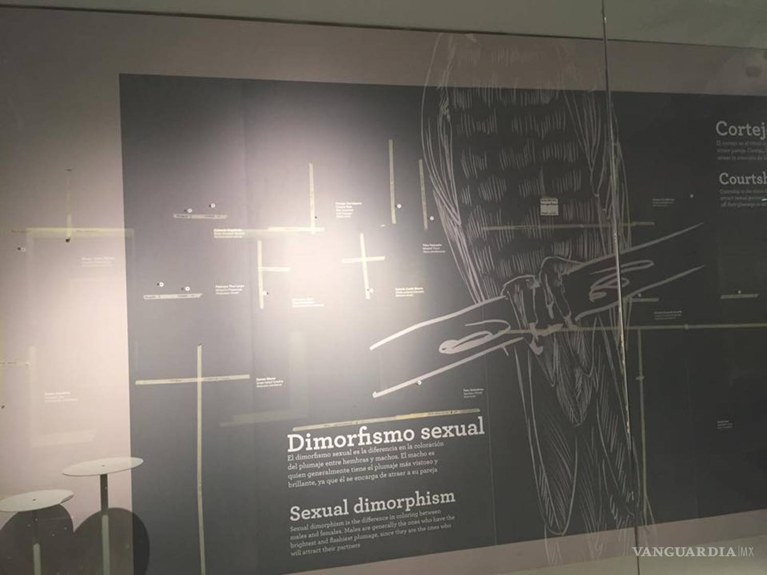 $!Empresa 'balconea' remodelación del Museo de las Aves