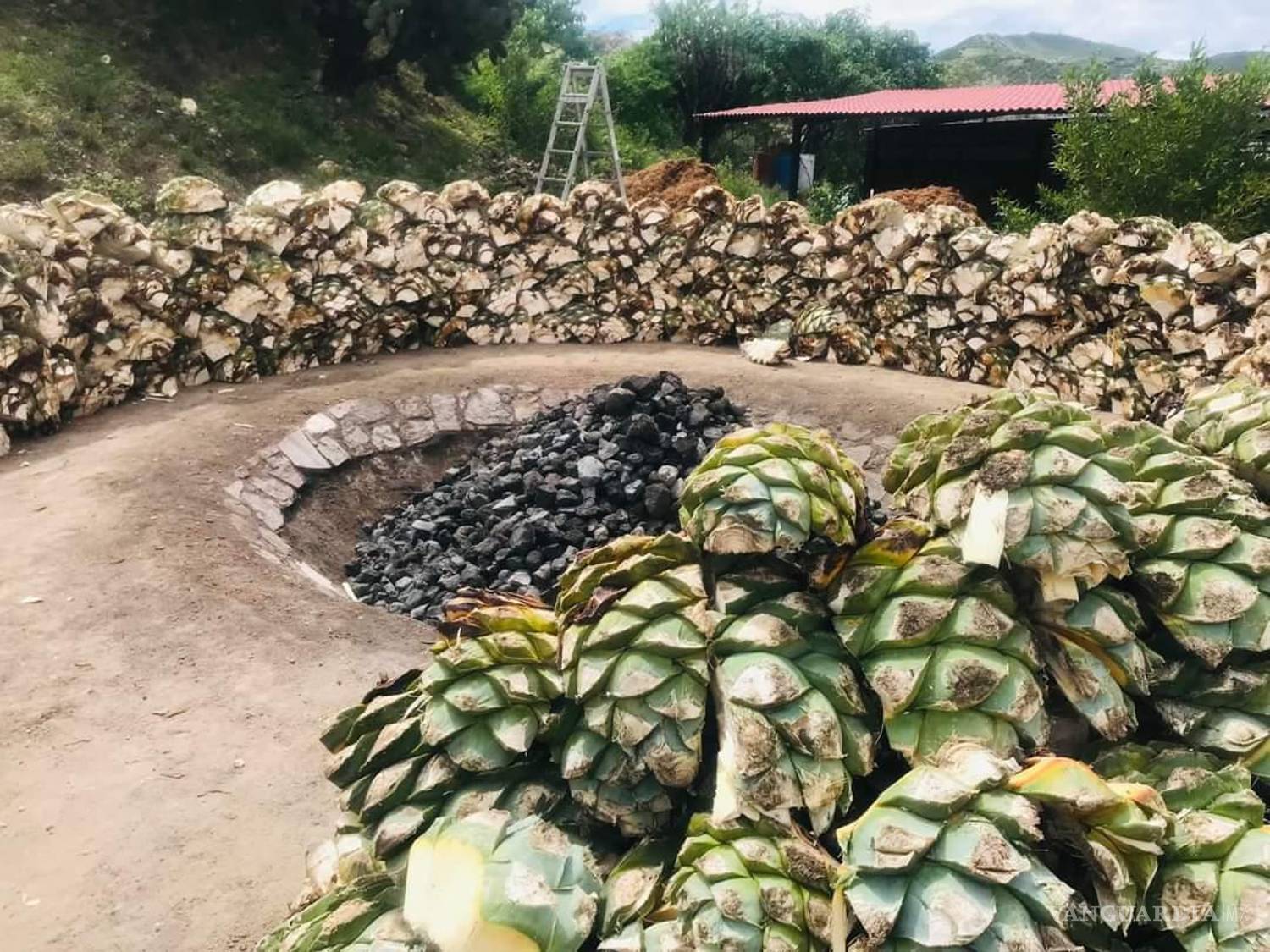 $!Las piñas de agave, ya cosechadas y listas para la cocción, representan años de paciente espera y trabajo.