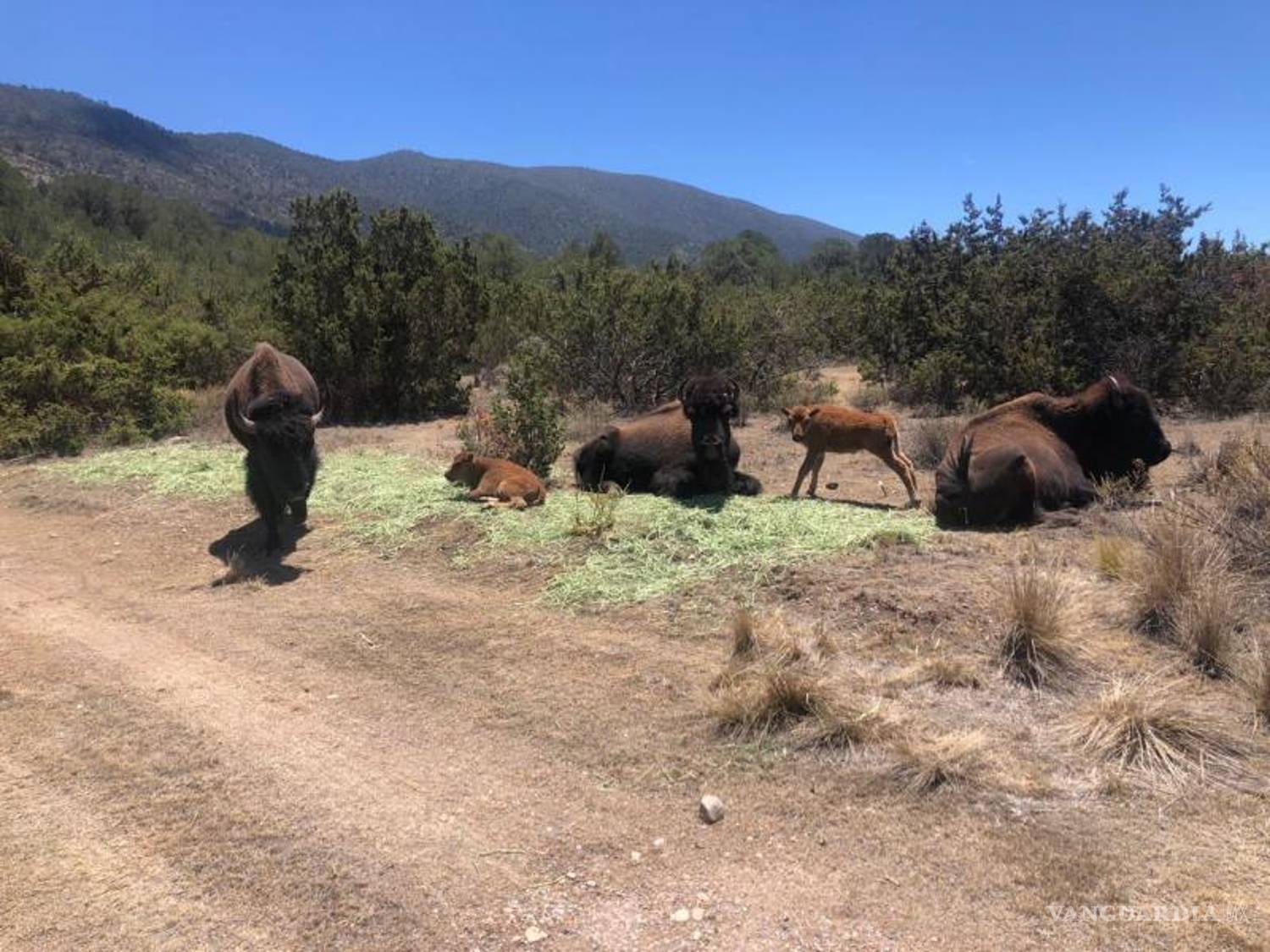 $!El bisonte americano, una especie emblemática, enfrenta un declive preocupante en Saltillo.