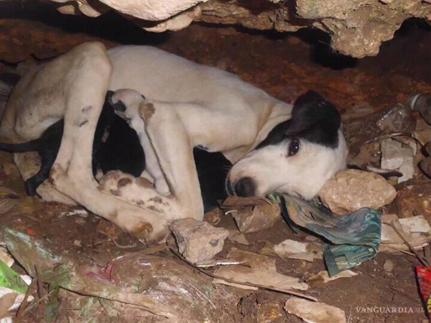 $!Los mejores amigos del perro