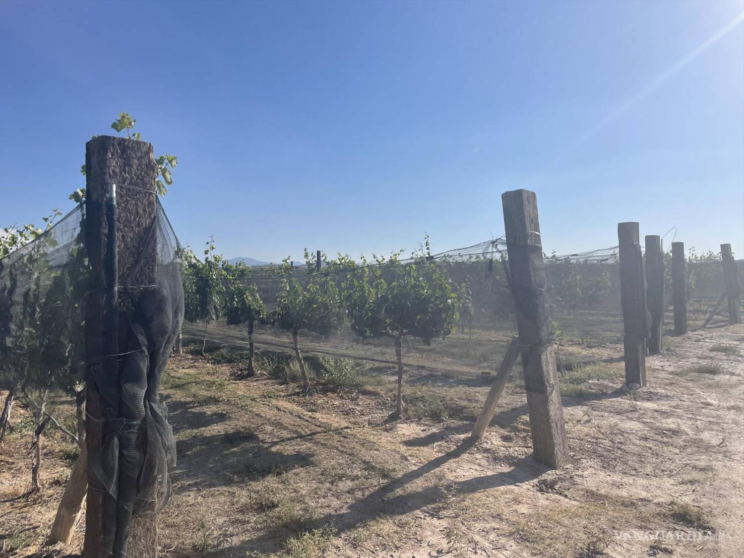 $!La entrada general al viñedo tiene un costo de $950 pesos entrada general e incluye comida.